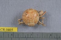 藏品(薄片異核果蟹)的圖片